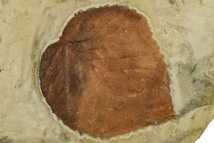 Fossil Leaf (Davidia) - Montana #305935